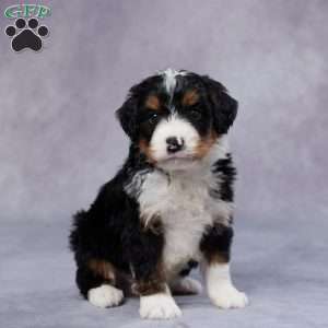 Dakota, Mini Bernedoodle Puppy